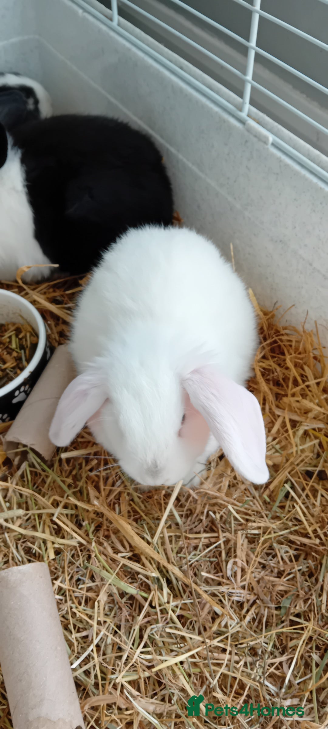 Mini Lop rabbits for sale: Cuddle beautiful mini lop bunnies  - Advert 7
