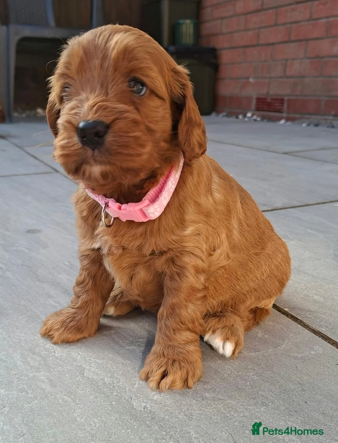 Cockapoo dogs for sale: F1 Cockapoo pups - Advert 6