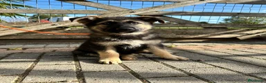 German Shepherd 2