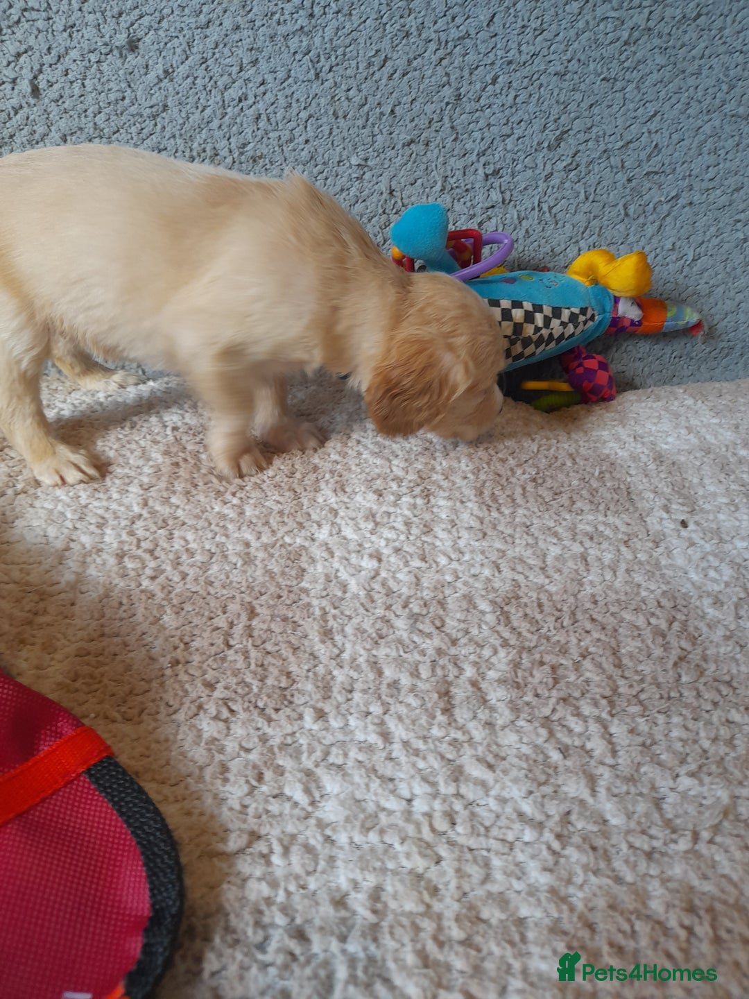 Sproodle dogs for sale: Gorgeous Sproodle Pups. - Image 13