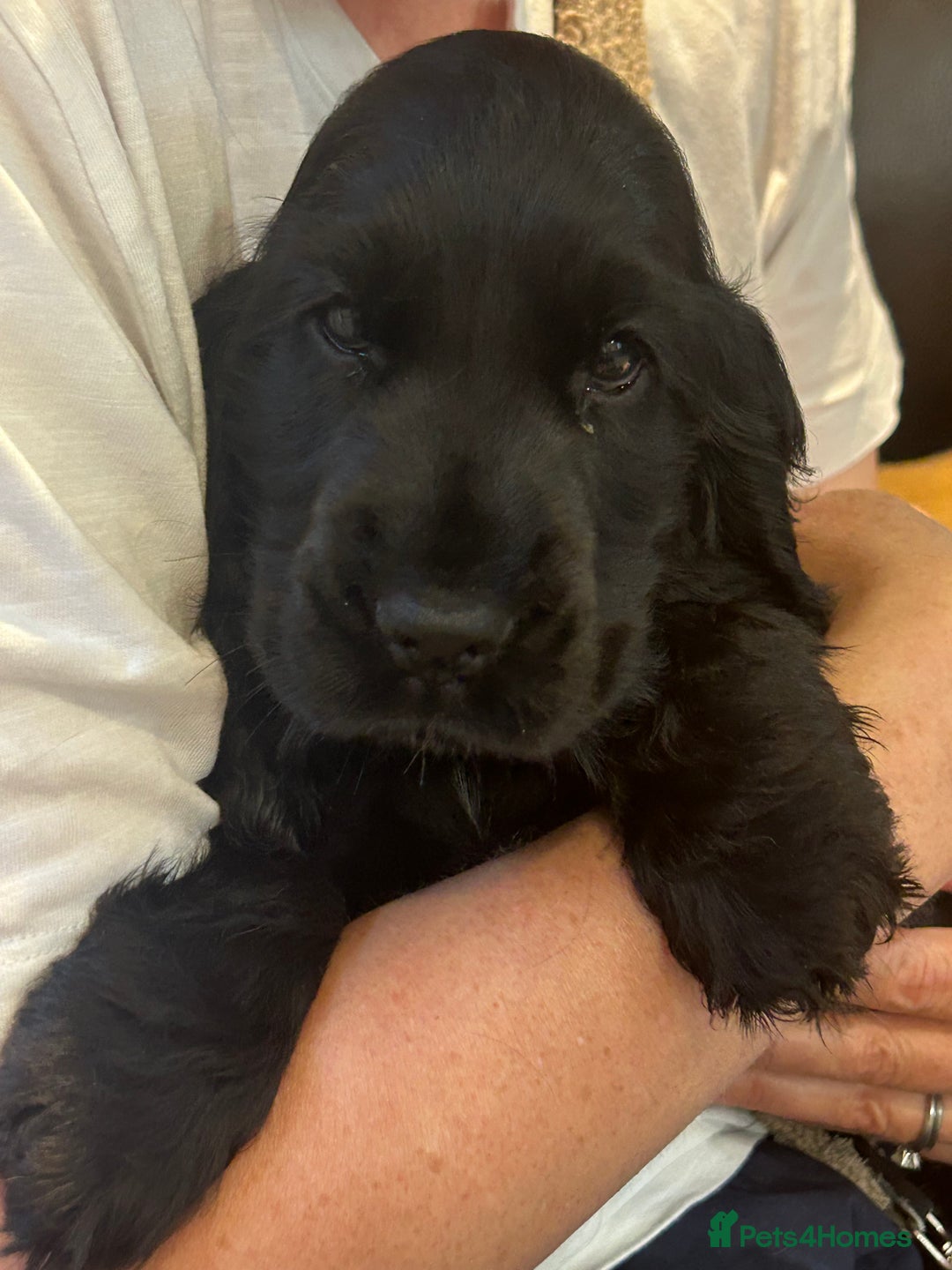 Cocker Spaniel dogs for sale: 🏅kc registered show type cocker puppy🏅 - Image 4
