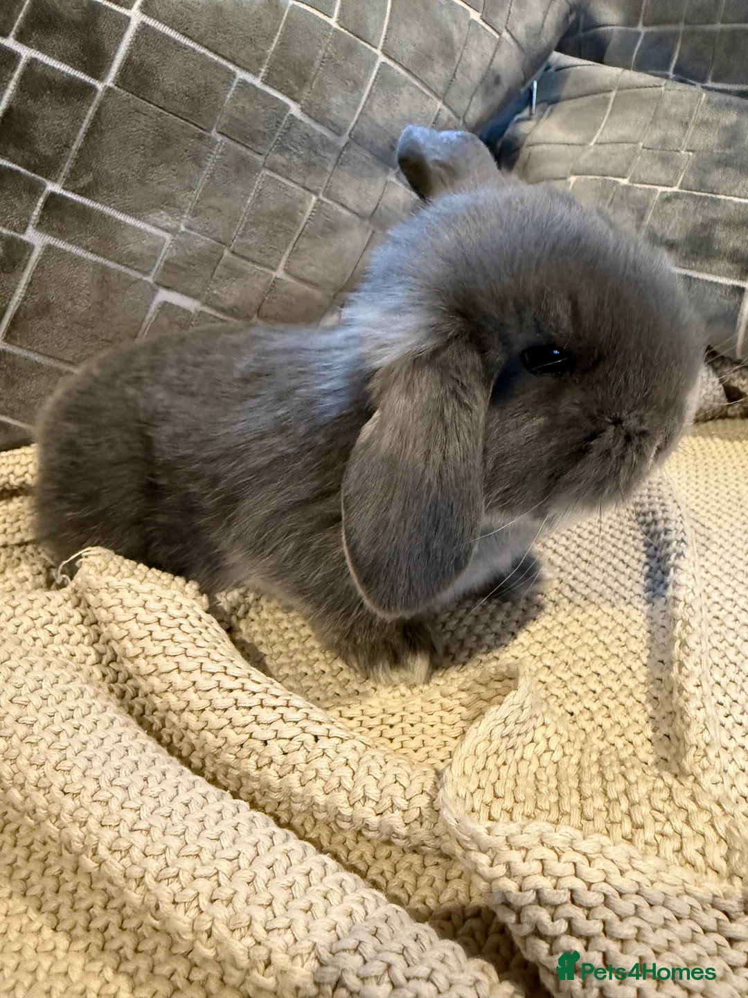 French Lop rabbits for sale: Stunning French lops available 23rd march  - Advert 5