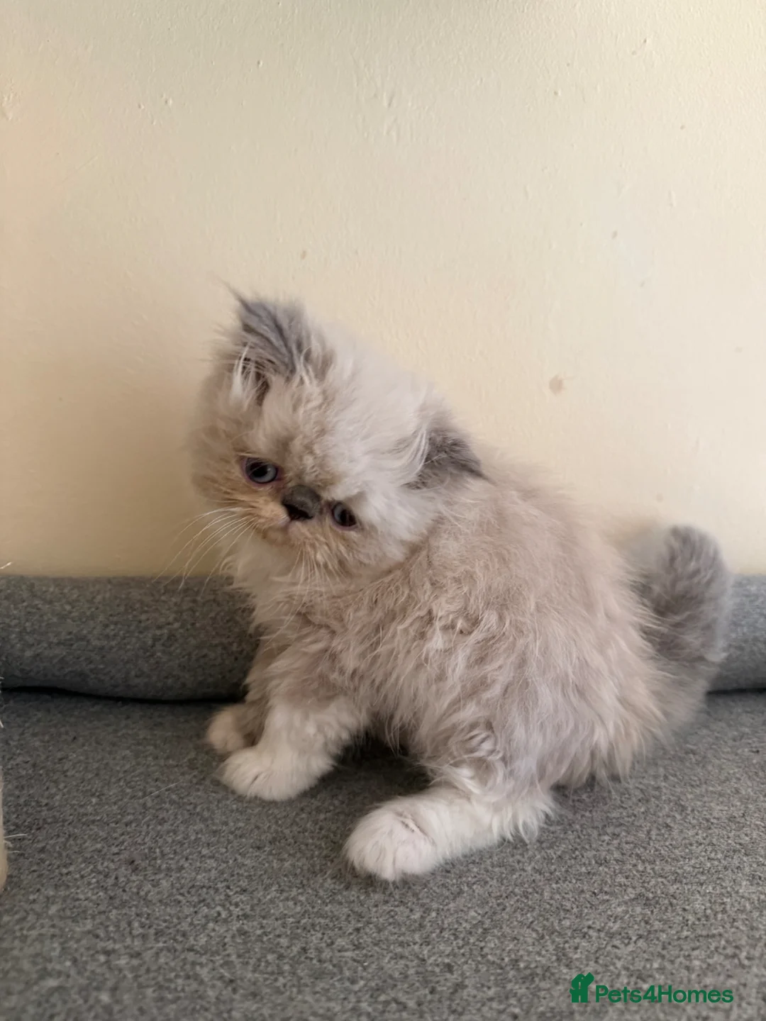 Persian cats for sale: GCCF registered Persian kitten 💙 - Advert 14