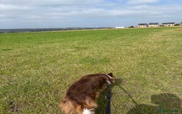 Border Collie dogs for stud: Red/white Border collie STUD in Batley - Image 12