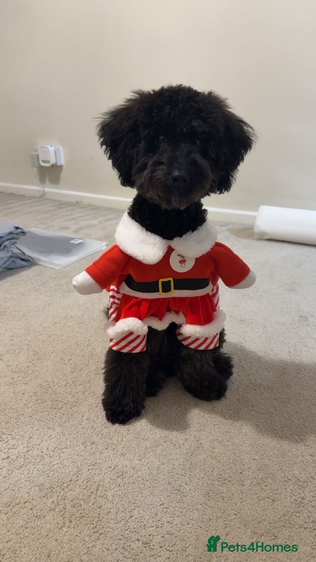 Cockapoo dogs for sale: Bonnie - Advert 4