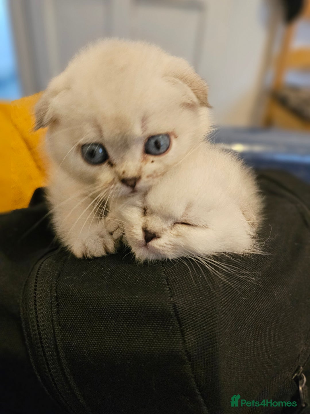 British Longhair cats for sale: snow white kittens - Image 11
