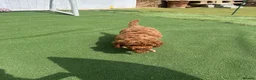 Cockapoo dogs for sale: Adorable F1BB Cockapoos - Advert 9