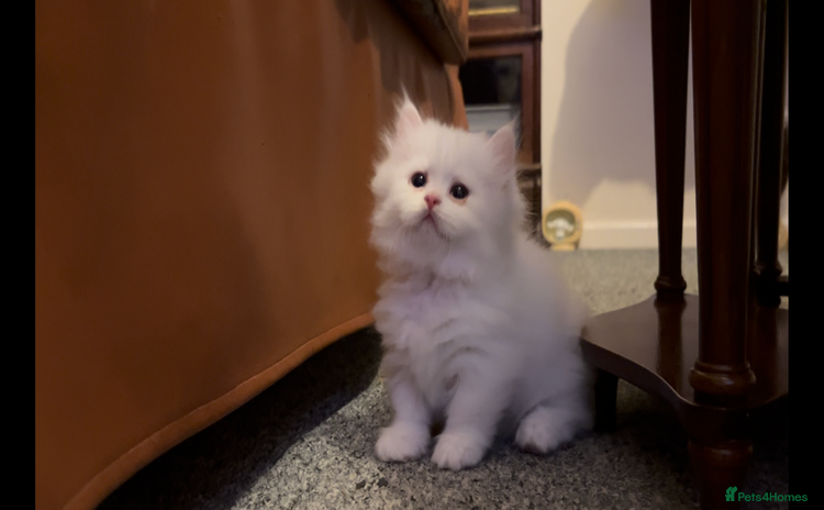 Munchkin cats - Advert 3