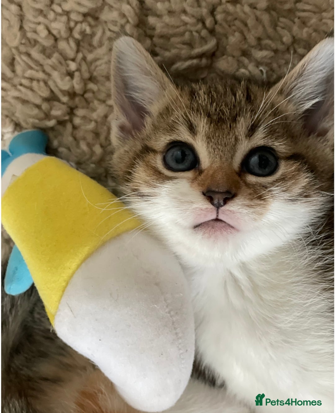 European cats for sale: 8 weeks old - kittens  - Image 38