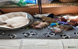 Rough Collie dogs for sale: ROUGH COLLIE  SABLE AND WHITE MALE PUPPIES - Image 3