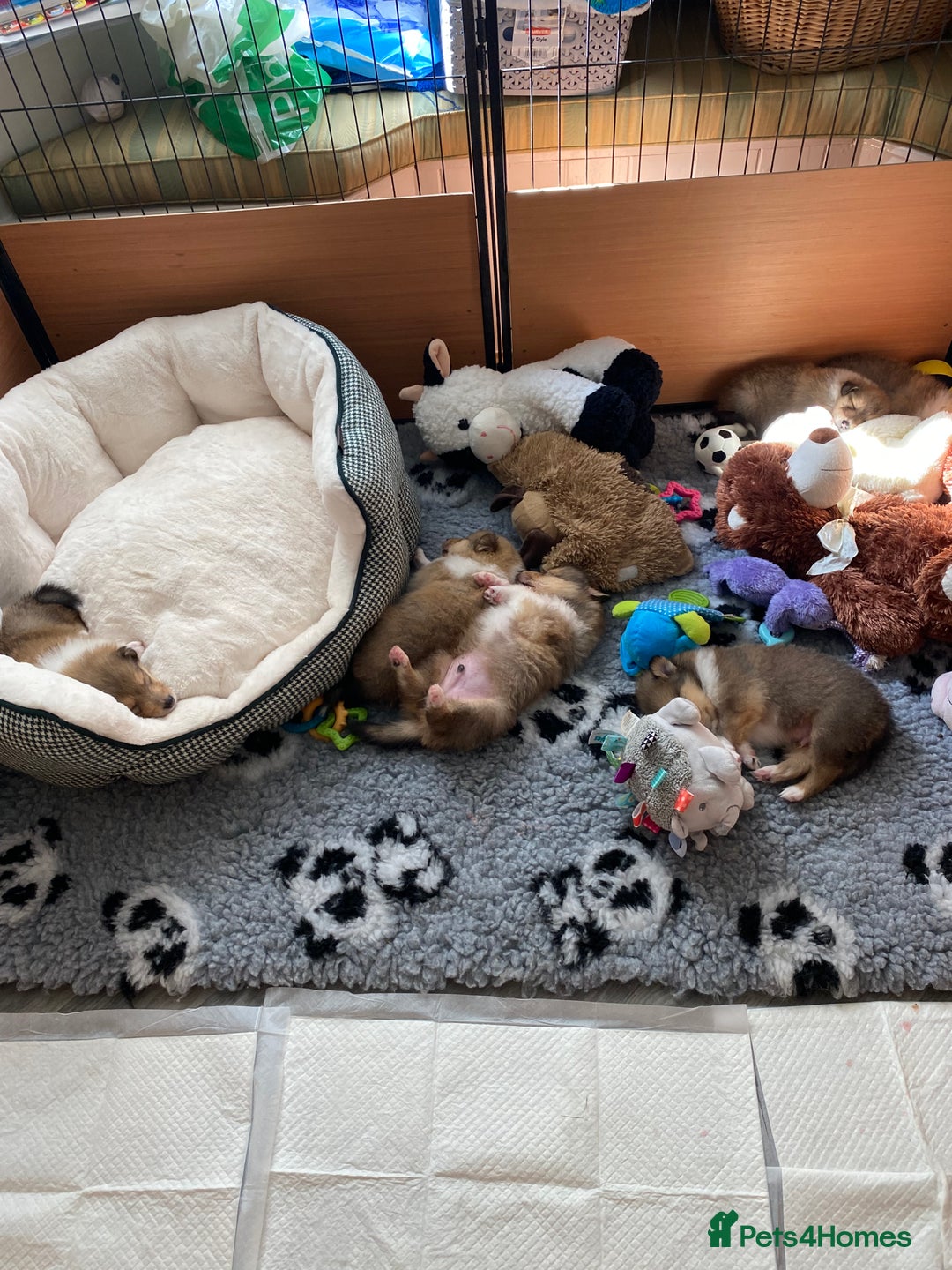 Rough Collie dogs for sale: ROUGH COLLIE  SABLE AND WHITE MALE PUPPIES - Image 3
