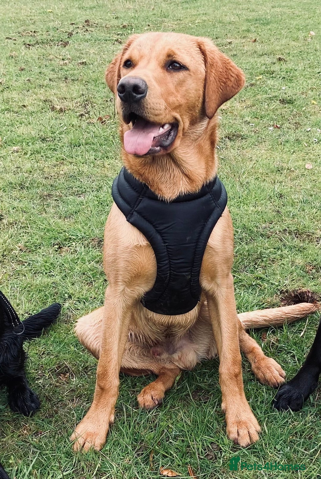 Labrador Retriever dogs for stud: Experienced Fox Red Labrador available for stud in Buckingham - Advert 3