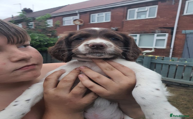 English Springer Spaniel dogs - Advert 1