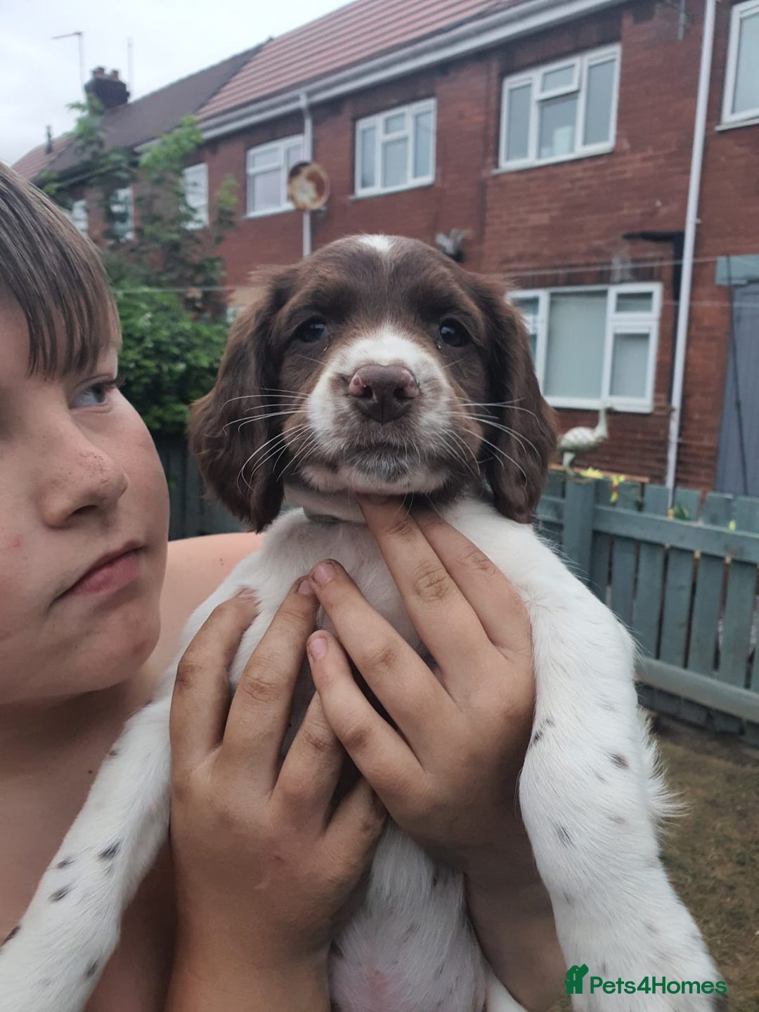 English Springer Spaniel dogs for sale: Springer spaniel  - Image 1