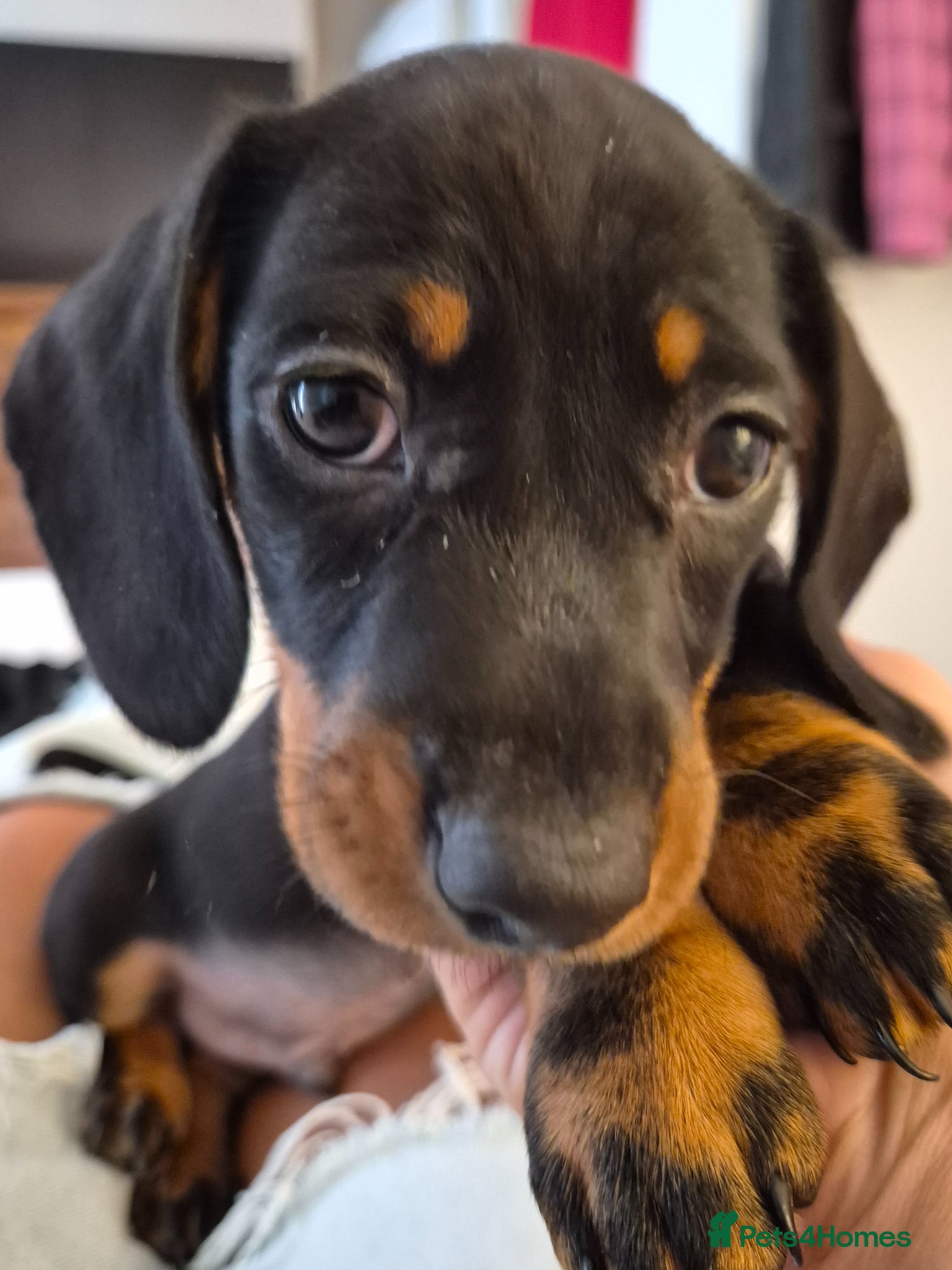 Miniature Dachshund dogs Miniature Dachshund puppies READY FRIDAY 🏡 - Advert 4