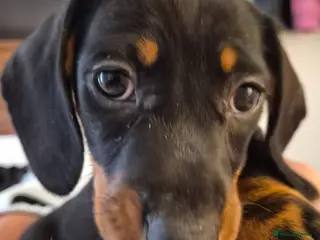 Miniature Dachshund dogs Miniature Dachshund puppies READY FRIDAY 🏡 - Advert 4