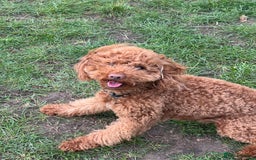 Miniature Poodle dogs for sale: Ollie needs a new home - Advert 2