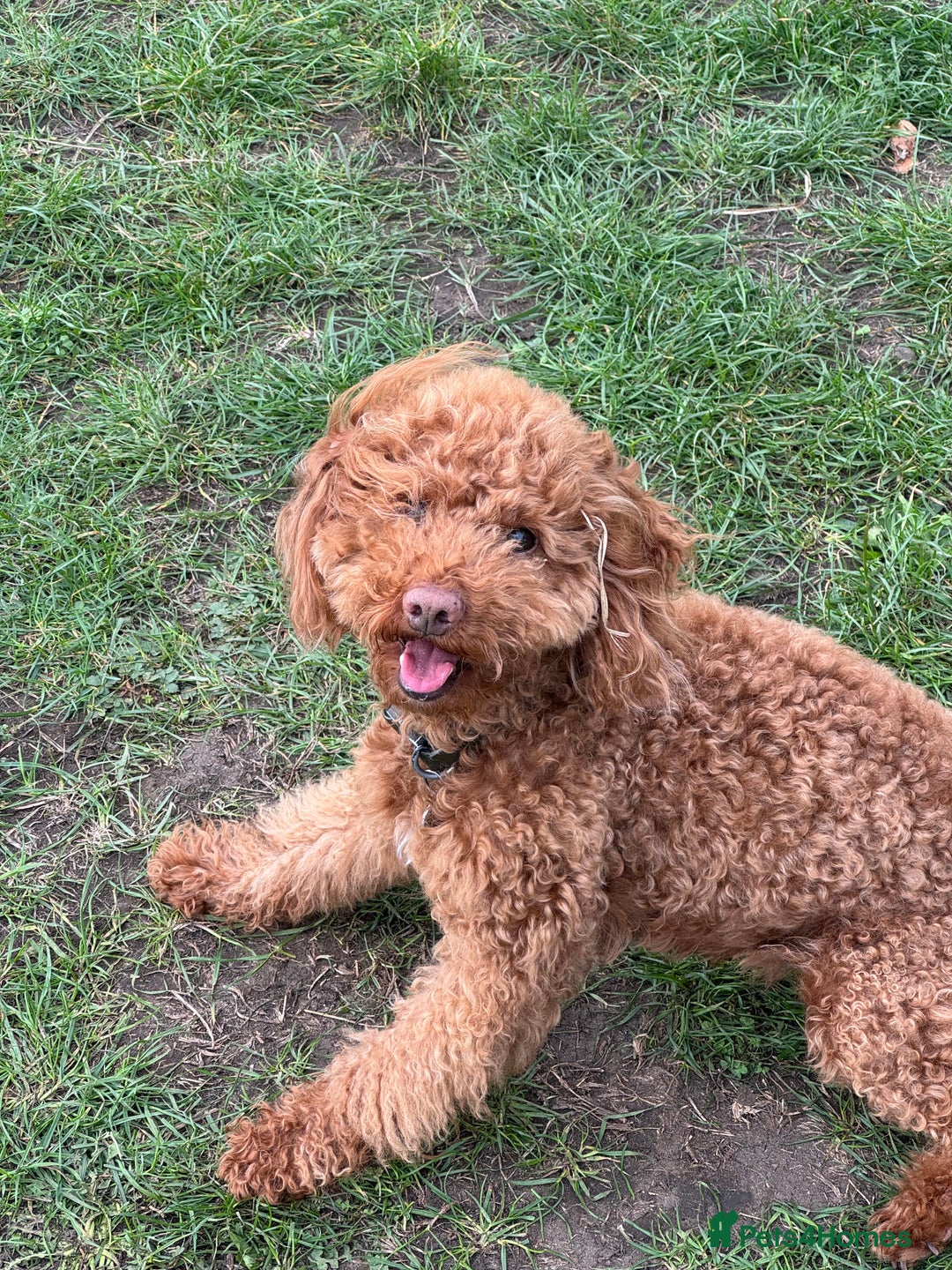 Miniature Poodle dogs for sale: Ollie needs a new home - Advert 2