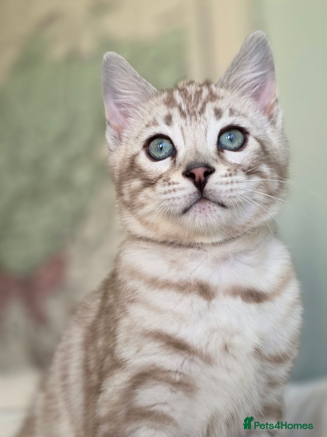 Bengal cats for sale: ❄️ Gorgeous Snow and Charcoal Bengals ❄️  - Advert 23