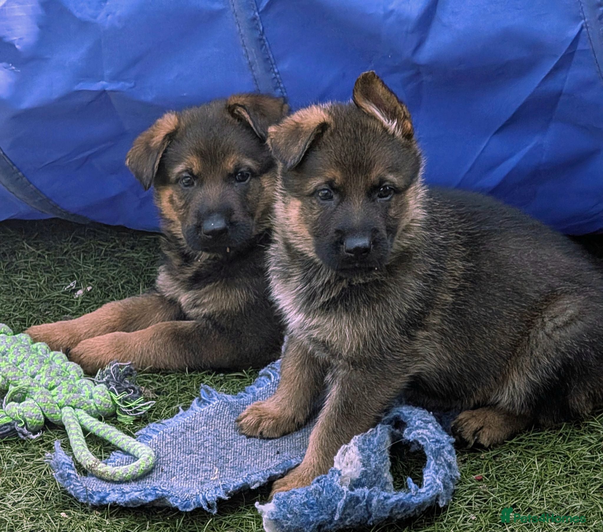 German Shepherd dogs K.C. reg GSD pups - Advert 1