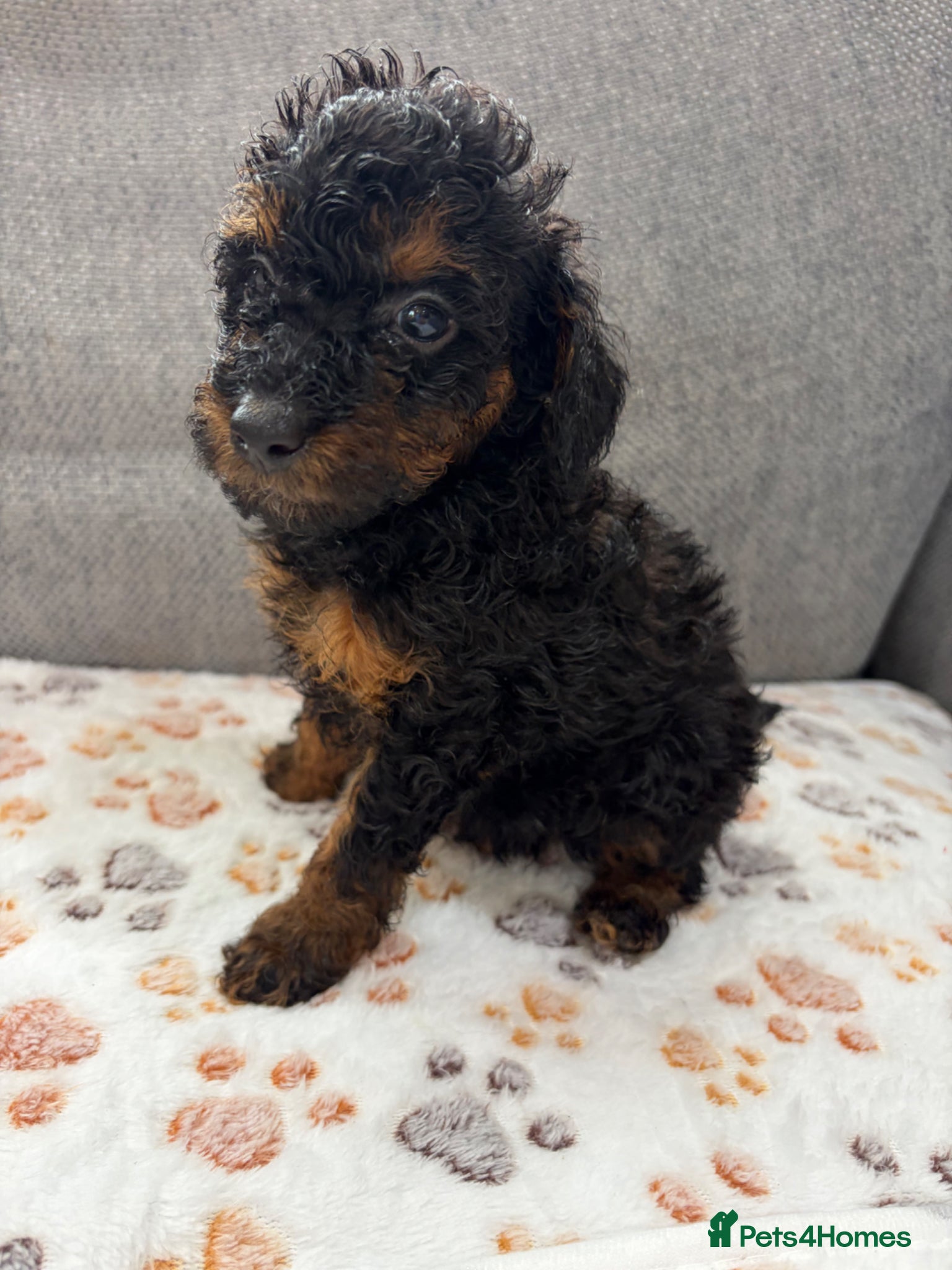 Toy Poodle dogs ⭐️Tiny beautiful Toy Poodles⭐️ 🐾 - Advert 5