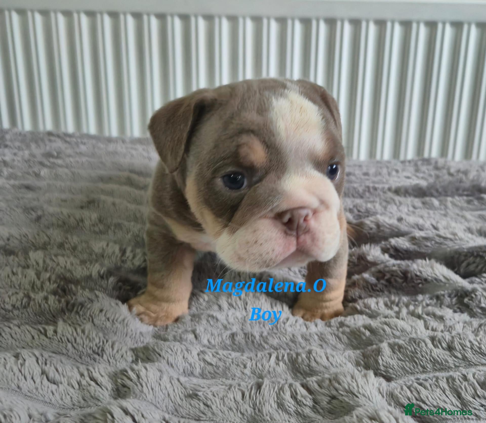 English Bulldog dogs for sale: English bulldog - Advert 2