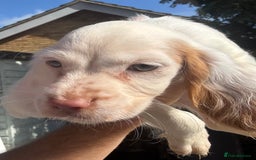 Cocker Spaniel dogs for sale: Cocker Spaniel Puppies (10 weeks - Ready to go) - Image 13