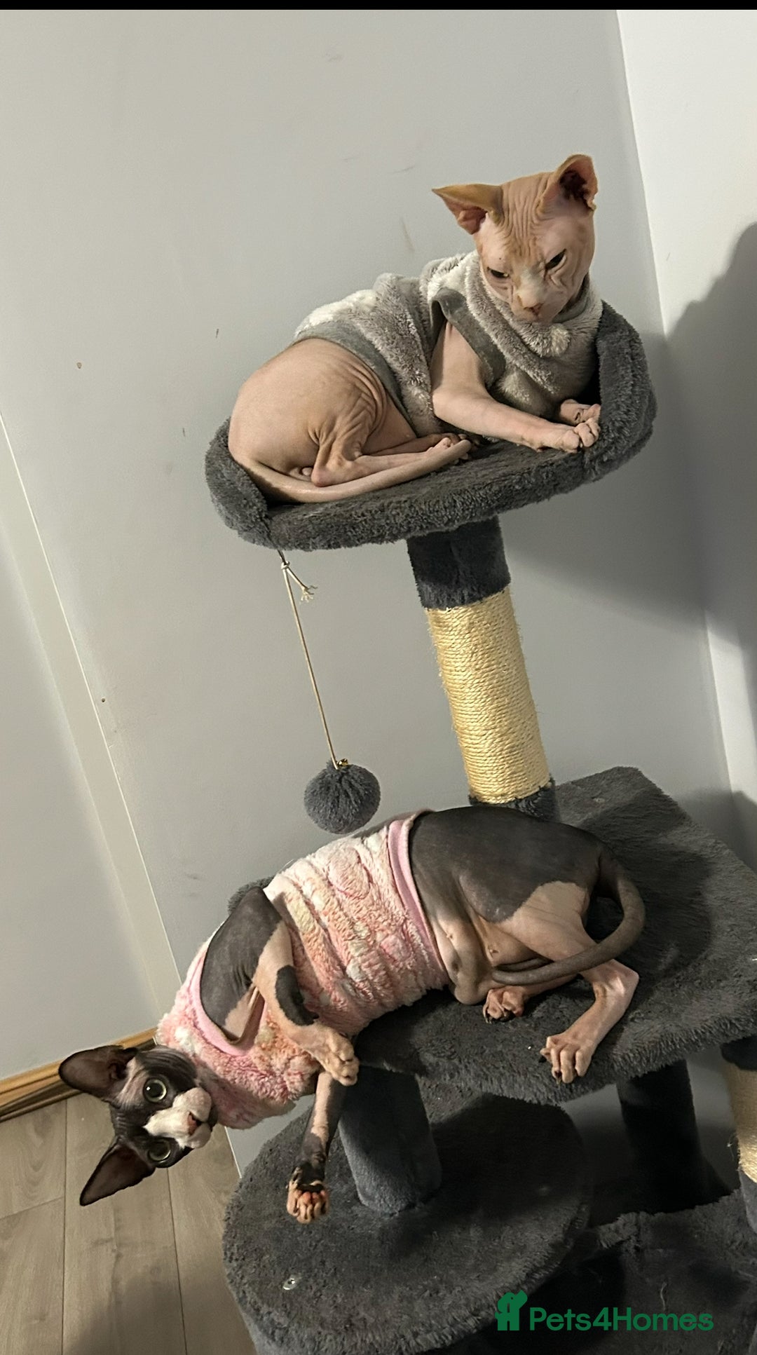 Sphynx cats for sale: Amazing colour Sphynx - Image 40