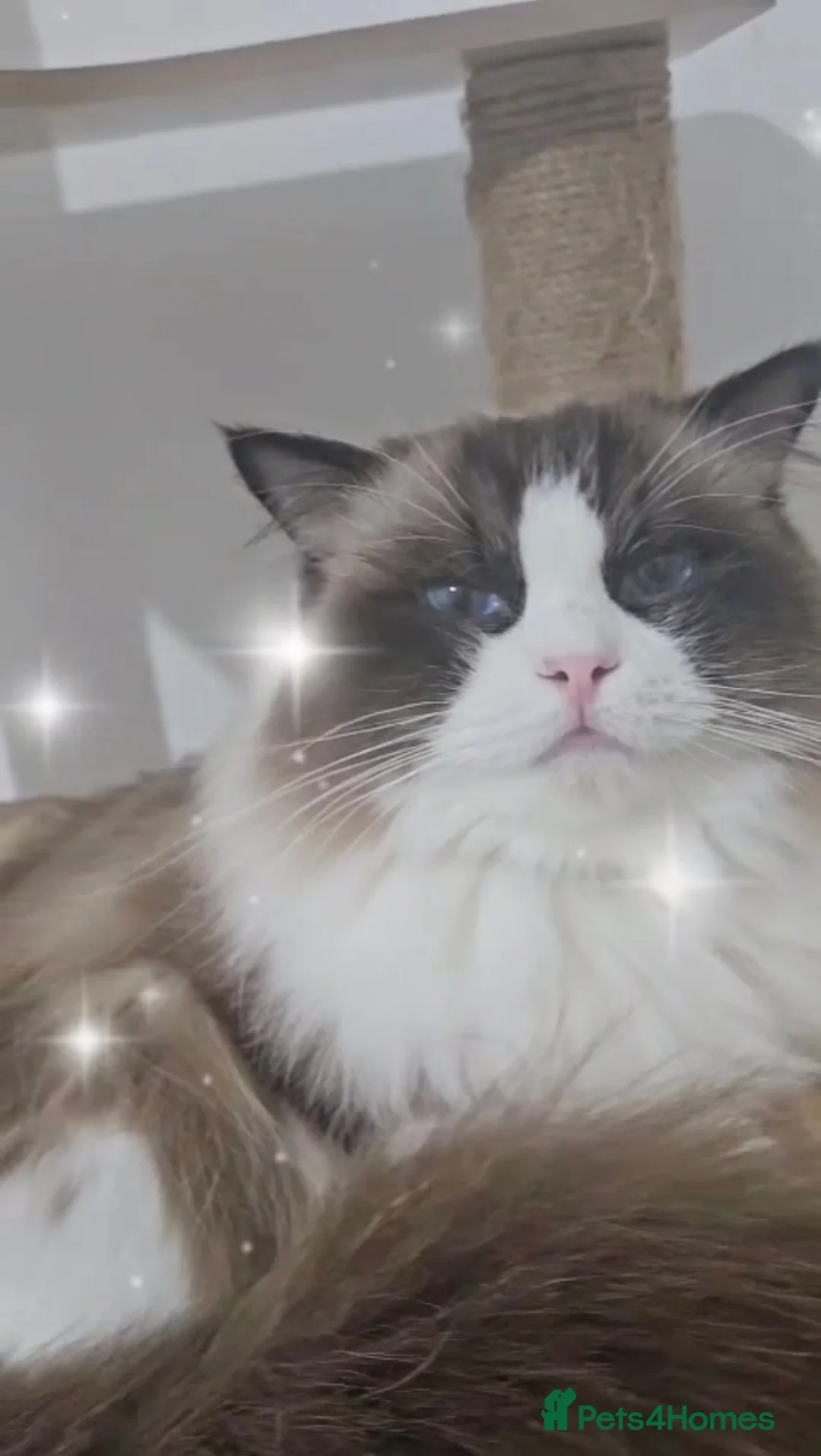 Ragdoll cats for stud: 🏆 Exceptional GCCF Seal Point & White Bi-colour   - Advert 2