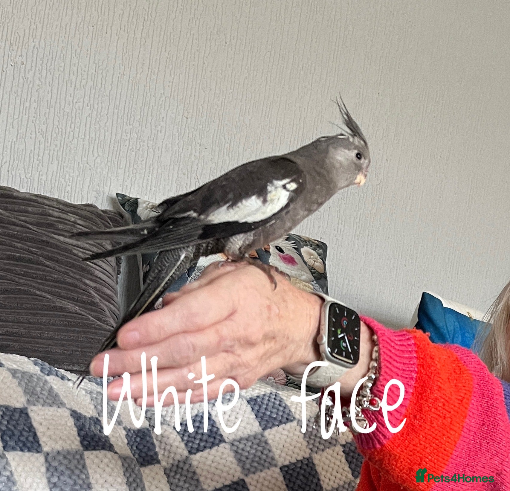 Cockatiels birds Baby hand reared cockatiels  - Advert 20