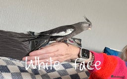 Cockatiels birds for sale: Baby hand reared cockatiels  - Advert 12