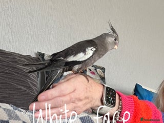 Cockatiels birds Baby hand reared cockatiels - Advert 7