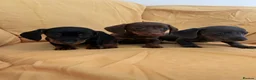 Miniature Dachshund dogs for sale: Miniature dachshund puppies ready now - Advert 10