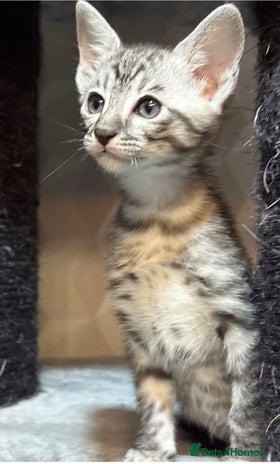 Savannah cats - Advert 4