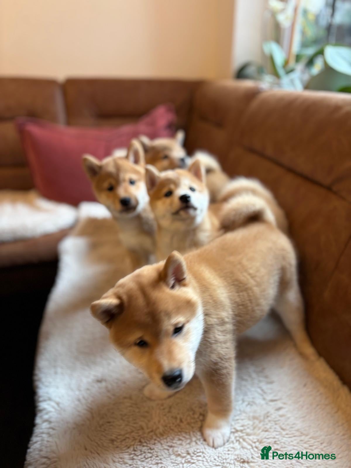 Japanese Shiba Inu dogs KC REGISTERED SHIBA INU RED PUPPIES FOR SALE - Advert 1