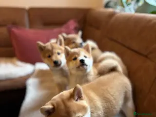 Japanese Shiba Inu dogs KC REGISTERED SHIBA INU RED PUPPIES FOR SALE - Advert 1