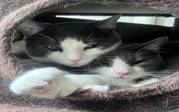 Mixed Breed cats for sale: Two brothers looking for new home - Image 2