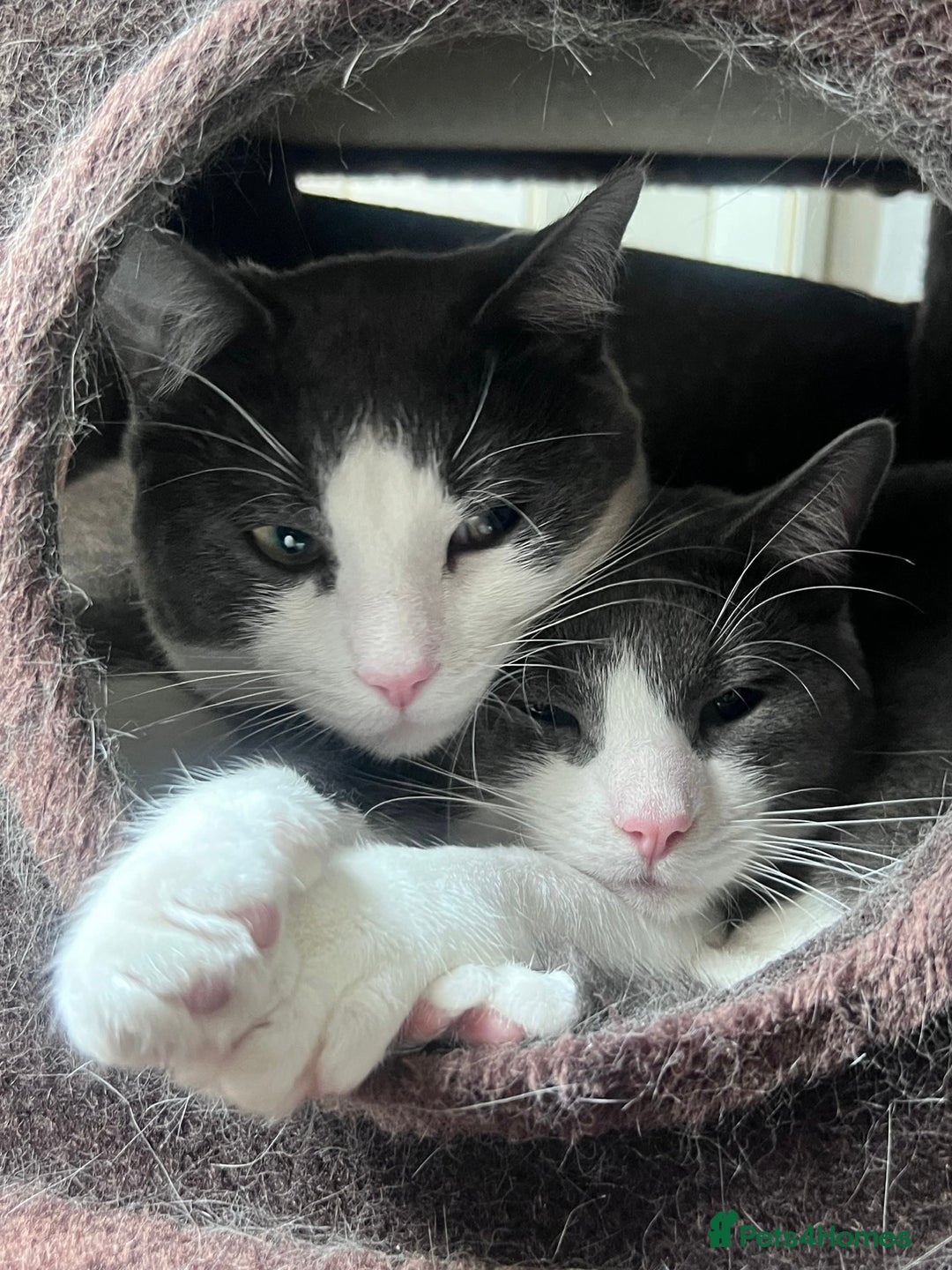 Mixed Breed cats for sale: Two brothers looking for new home - Image 2