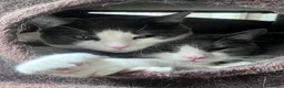 Mixed Breed cats for sale: Two brothers looking for new home - Advert 5