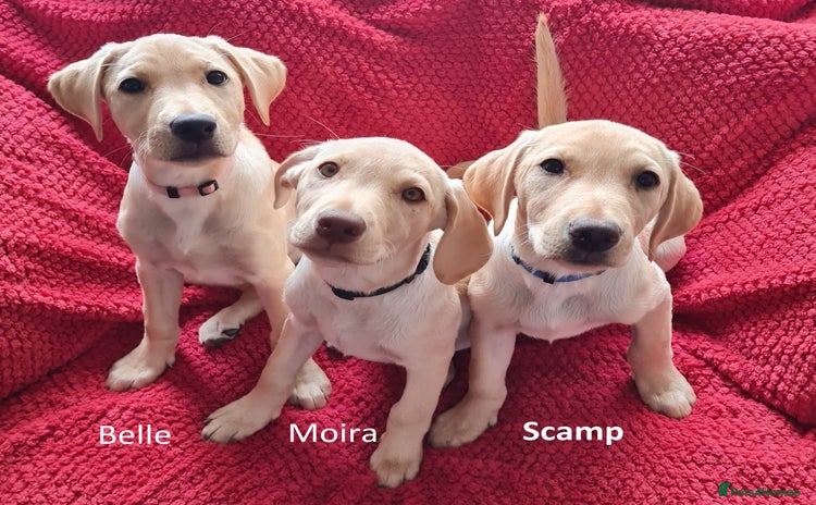 Labrador Retriever dogs - Advert 7