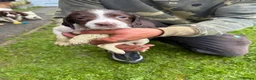 English Springer Spaniel dogs for sale: 🐾 KC Registered Springer Spaniel Puppies 🐾 in Sheffield - Advert 11