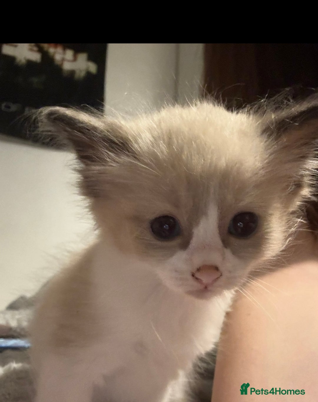 Ragdoll cats for sale: Ragdoll kittens for sale in Romford - Image 13