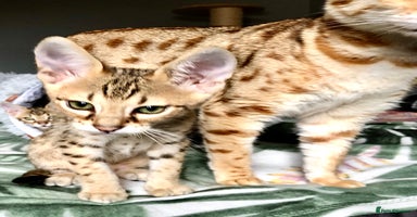Savannah cats - Advert 16