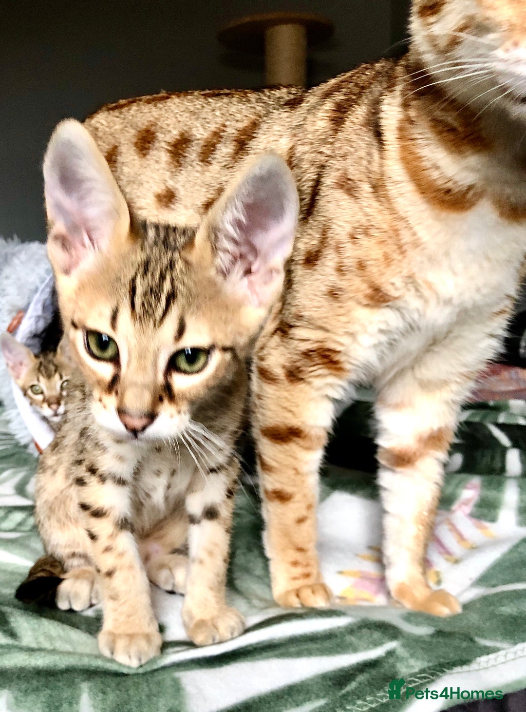 Savannah cats for sale: Beautiful full pedigree savannah kittens  - Image 3