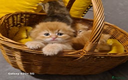 Scottish Fold cats for sale: Scottish fold looking for forever home - Image 7