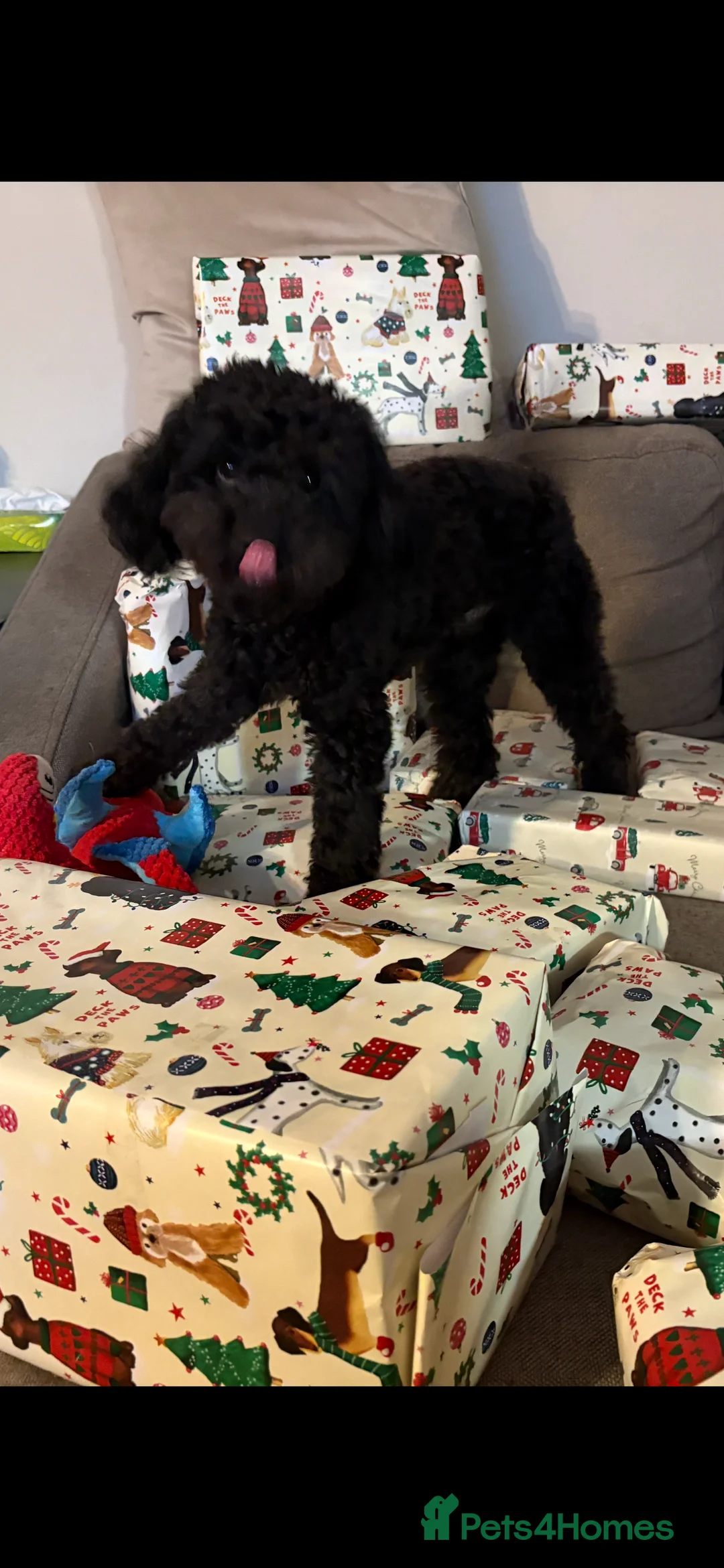 Jackapoo dogs for sale: F1b Miniature Poodle × Jackapoo (¾ Poodle) Puppies - Advert 9