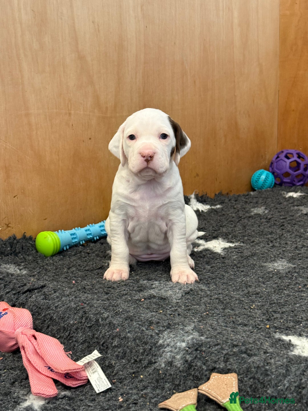 Pointer dogs for sale: French Pointer - Braque du Bourbonnais 🇫🇷  - Image 12