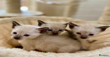 Siamese cats - Advert 8