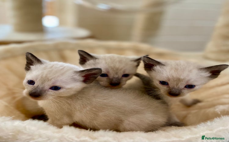 Siamese cats - Advert 1