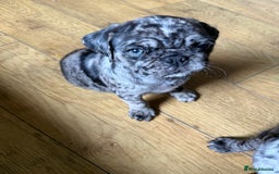 Pug dogs for sale: Merle pug puppies  - Image 2